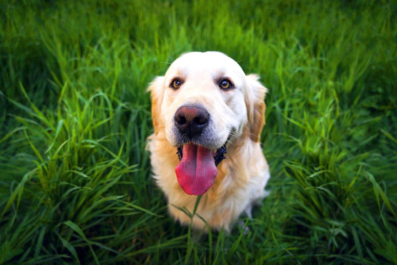 반려동물 등록제