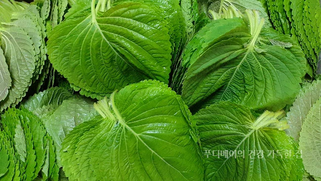 싱싱한-깻잎-모습