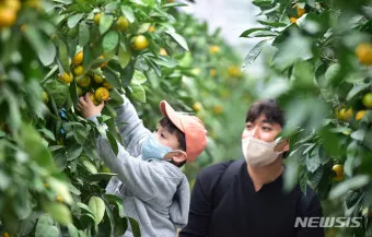 감귤 재배 노지 월동 비가림 하우스 관수 관리_5