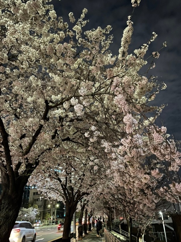 여의도 한강공원 벚꽃축제(윤중로)