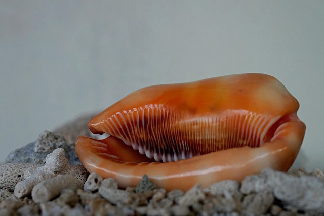 끓는 물 속의 본서체 생명체, 열수구 세균의 미스터리