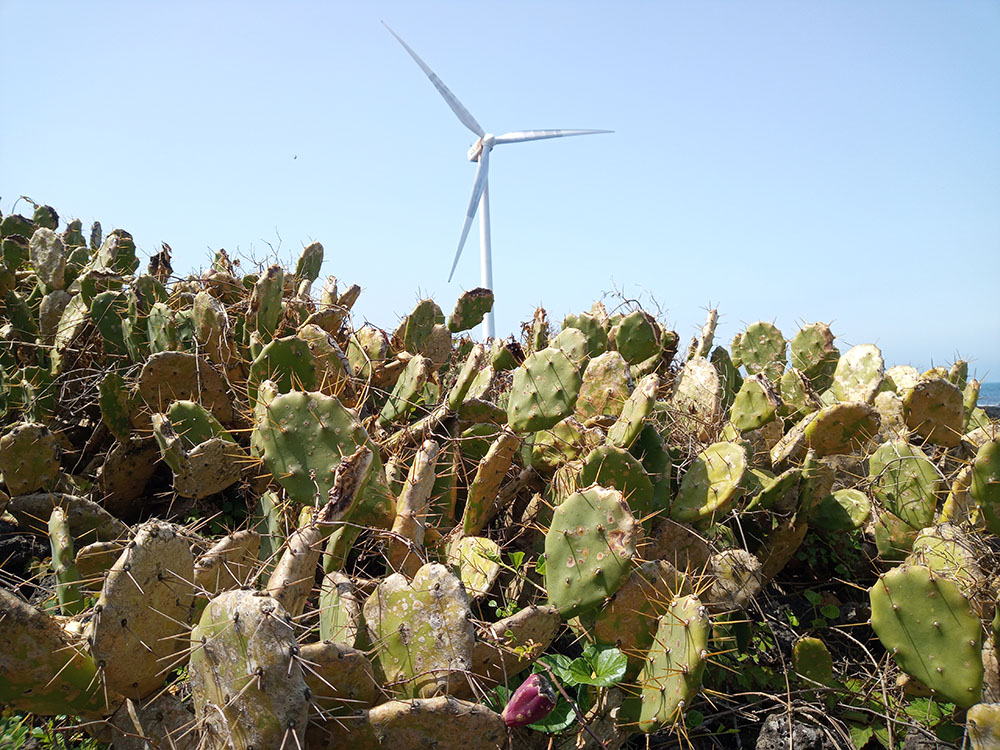 올레길 14코스: 월령선인장자생지