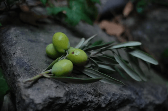 올리브오일 효능과 올바른 선택 가이드