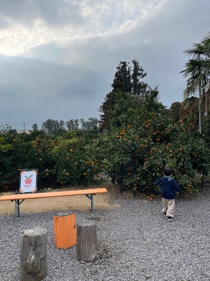 제주도-카페-추천-감귤-카페