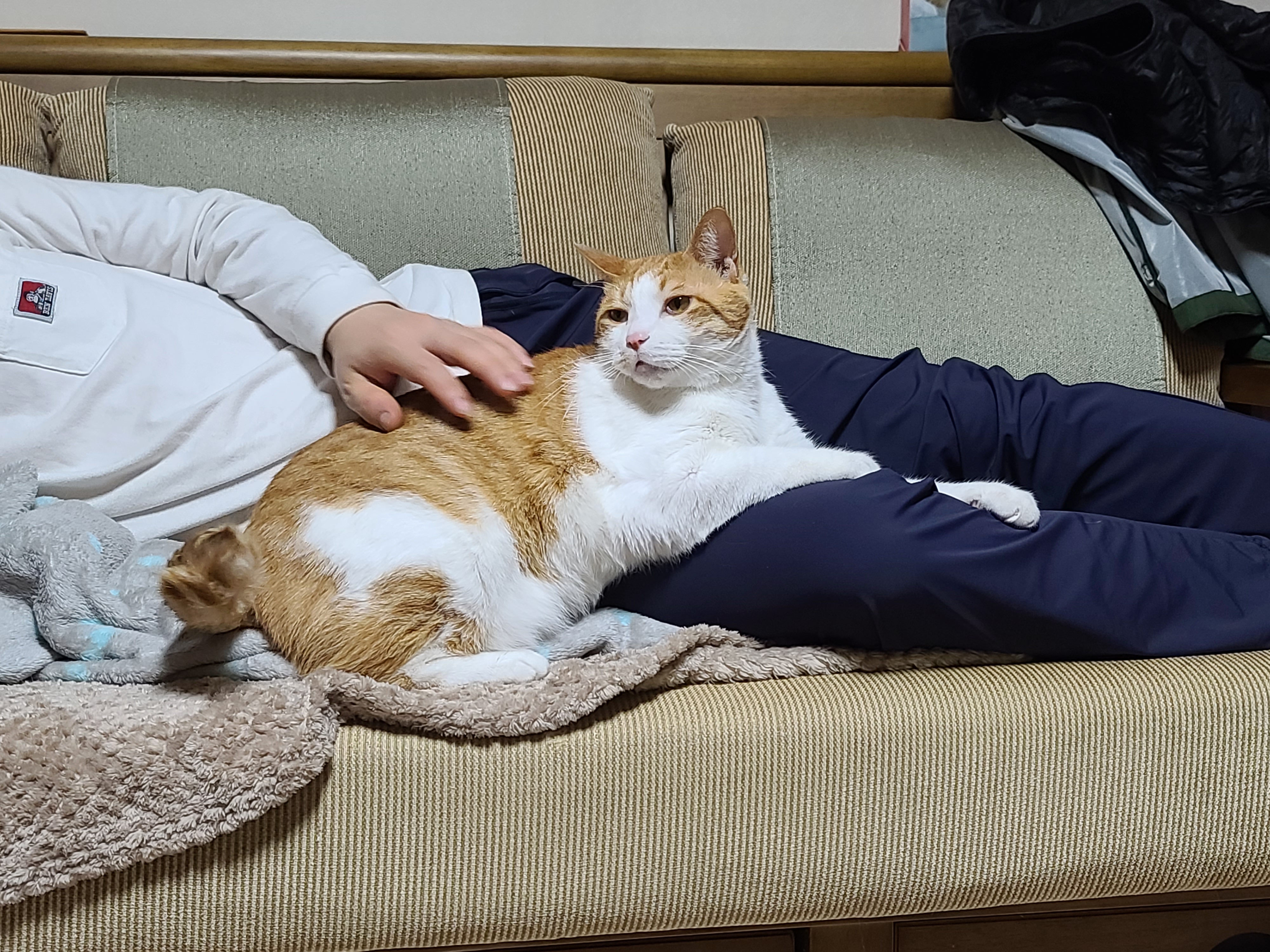 남집사 껌딱지가 된 막둥이 (feat. 종이봉투, 비닐 손잡이의 위험성)