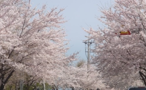 황령산 벚꽃