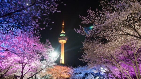 벚꽃 명소 2026