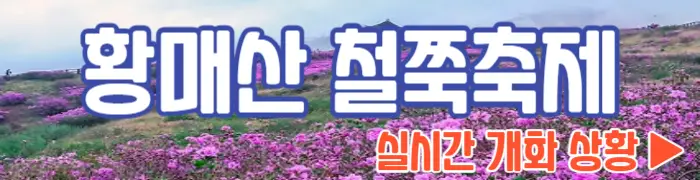 황매산 철쭉축제 실시간 개화 상황