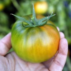 제 21회 대저 토마토 축제 기본일정과 프로그램 소개 (장민호 출연)