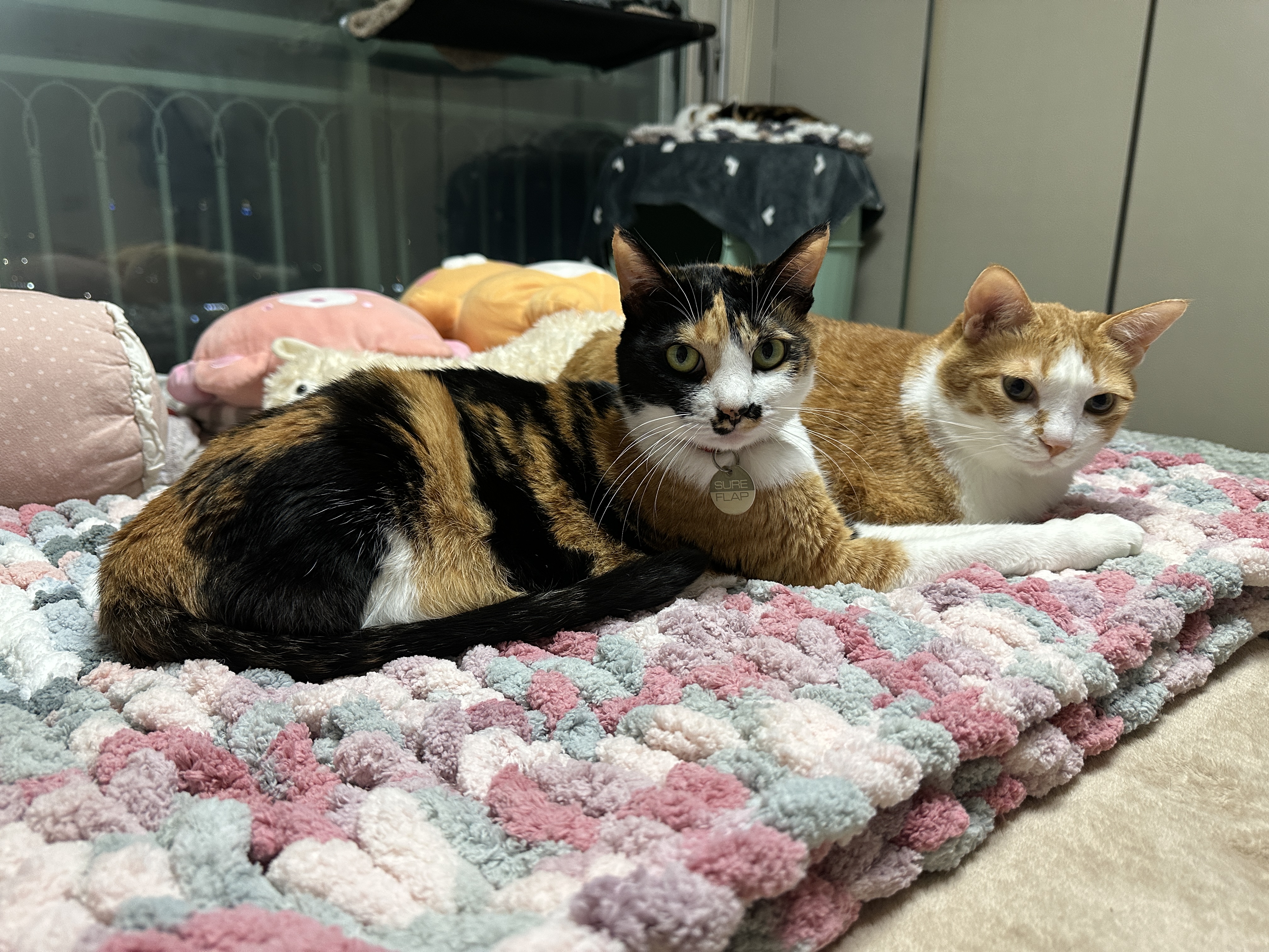 청키수면사_담요_위의_고양이커플_다다랑_호야