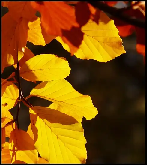 2024년 내장산 단풍절정시기