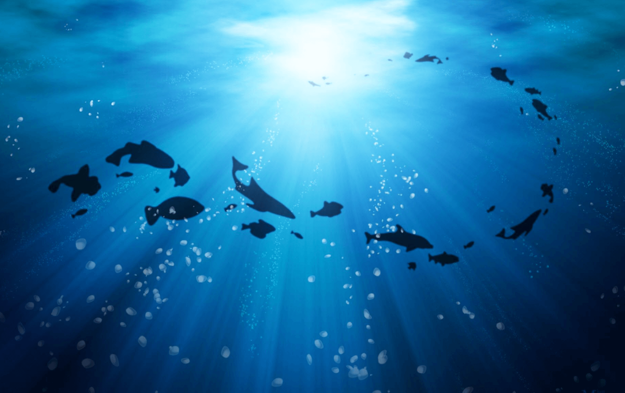 저분자 피쉬 콜라겐