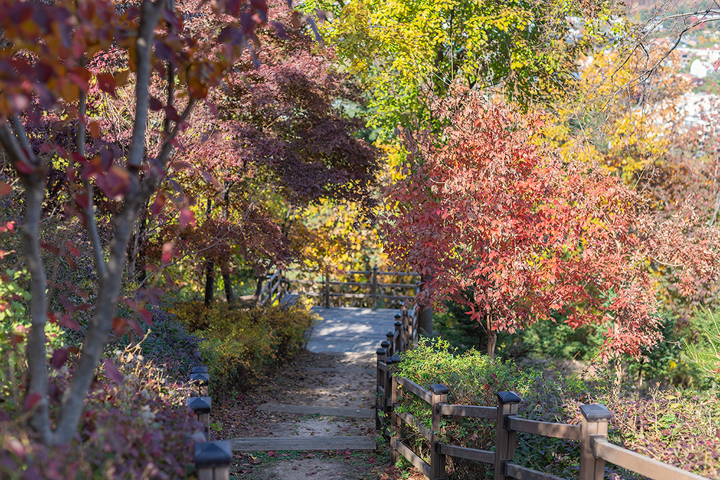 혜화문
성북동
한양도성길
백악구간
서울여행
서울단풍
가을단풍
단풍
성벽
와룡공원