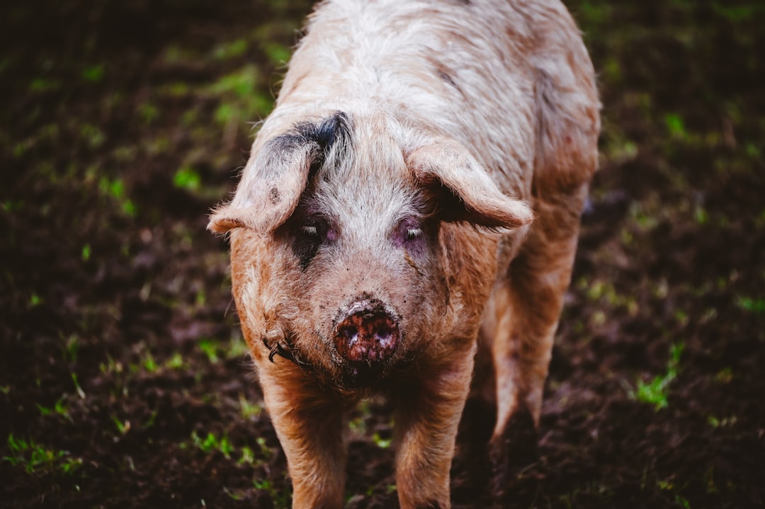 Piggie
