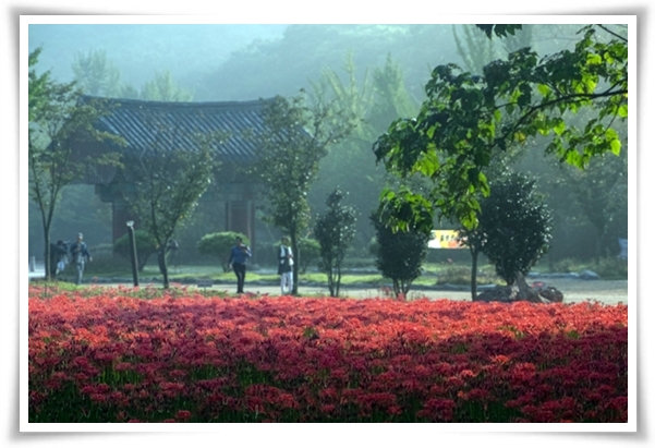 화초 "꽃무릇" 잎 없는 꽃, 가을 정원의 매혹적인 붉은 여왕!