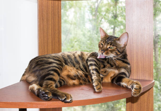 특별한 매력을 가진 희귀한 고양이