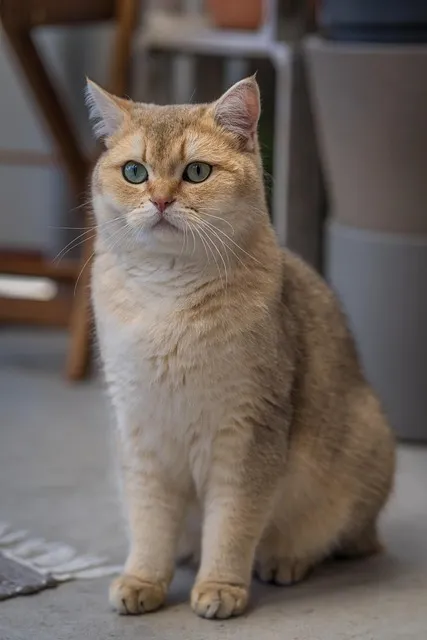 고양이 수명 평균 품종별 집고양이_7
