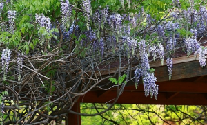 6월 전국 등나무꽃 명소 TOP 5