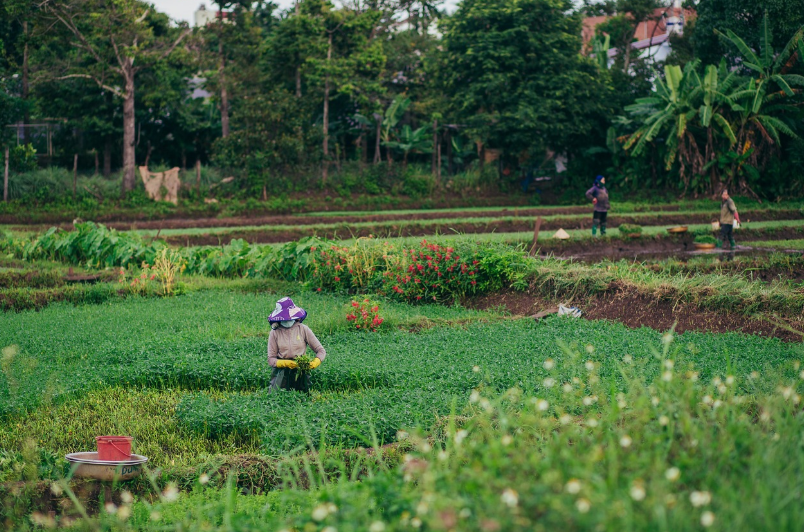 4월에 심는 작물 추천 리스트