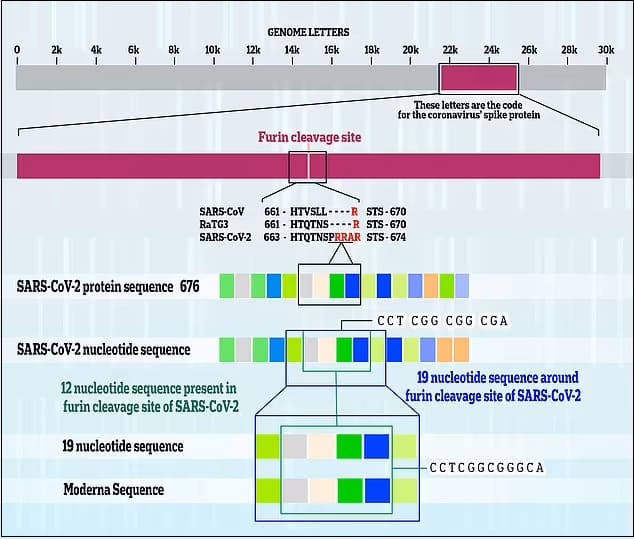 충격! 점차 수면 위로 드러나는 코로나 조작 정황 ...3년 전 모더나 특허 유전자와 동일한 코드 발견 More evidence Covid was tinkered with in a lab? Now scientists find virus contains tiny chunk of DNA that..