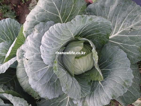 양배추 효능 독소 배출 글루코시놀레이트