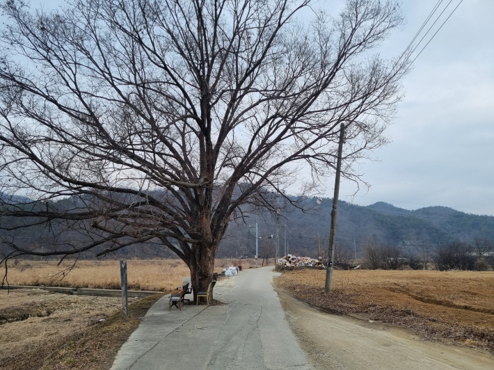 느티나무