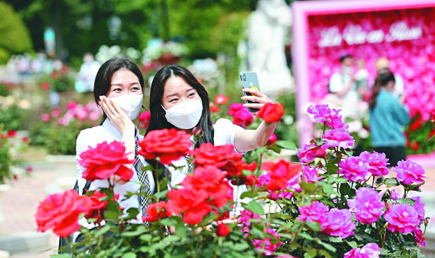 에버랜드 로즈 가든 : 720종 100만 송이 장미의 향연