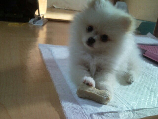 강아지 훈련 시키는 방법 : 사회성 훈련방법, 간식