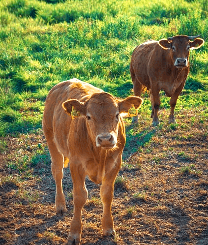 밭에 황색 소 2마리가 서 있다. 털은 황색이고 다부지게 생겼다.