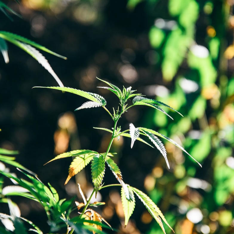 대마 종자유 부작용 타파