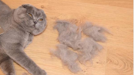 고양이 털빠짐