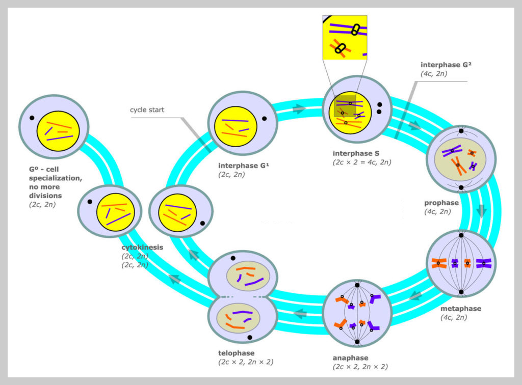 세포주기 (Cell cycle)