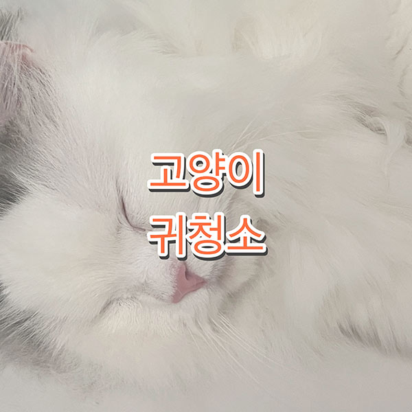 고양이 귀 청소