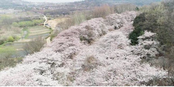 벚꽃 개화시기 축제
