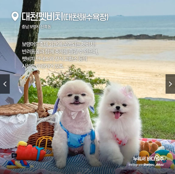 대천펫비치|충남 보령시 대천해수욕장