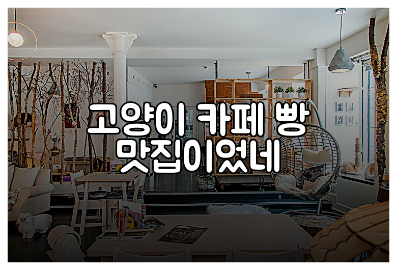 고양이 카페 빵 맛집이었네
