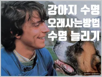 강아지 오래사는 신장관리 비법 생활습관_12