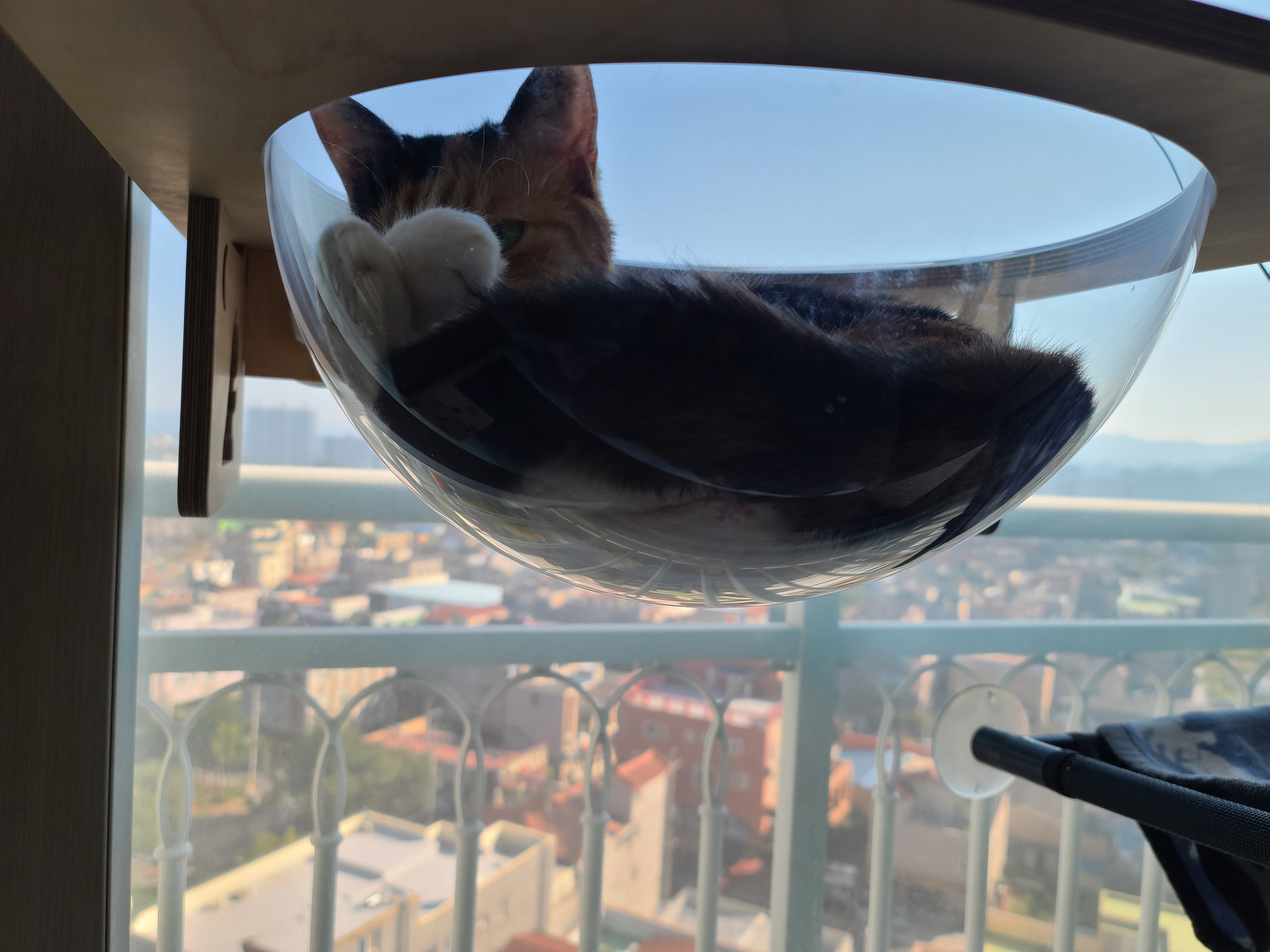 카메라가 깨지기 전 투명캣볼에서 그루밍하는 요미 사진과 영상.