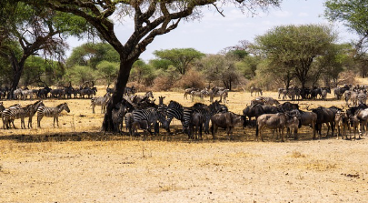 야생동물과 함께하는 대자연 탐험