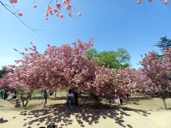 겹벚꽃 개화시기 숨겨진 명소_14