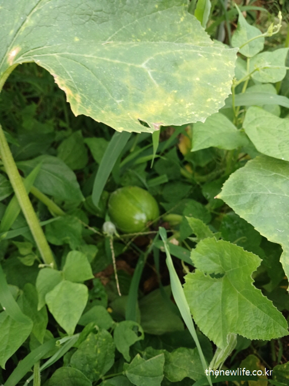 잎 사이에 숨은 어린 둥근 애호박-애호박 효능의 피부 진정과 노화 예방 관련 실물 사진 (2)