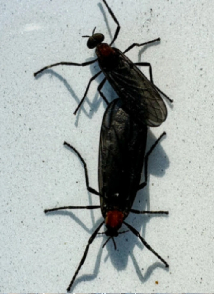 러브-버그-사진