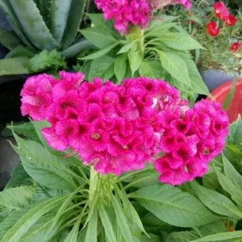 8월에 피는 꽃 이름 종류별 특징 정리 보기_12