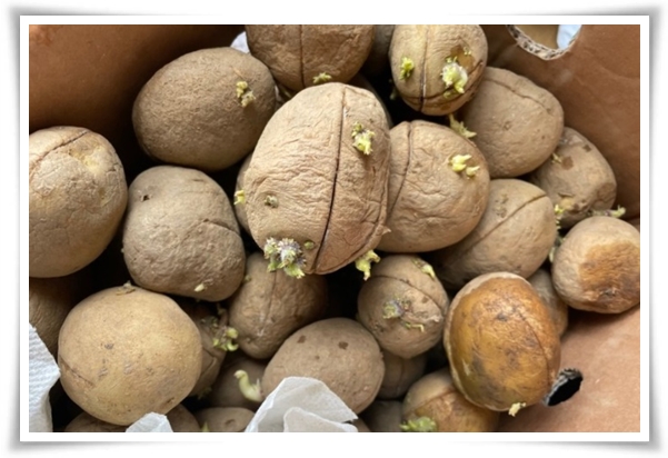 텃밭관리 "2월~3월 감자 심기" 슬기로운 전원생활 완벽 가이드!