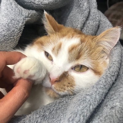 고양이