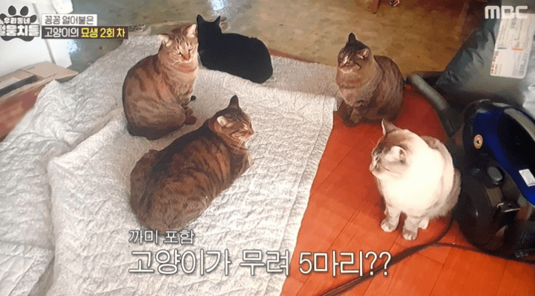 얼었다 깨어난 제2 묘생 까미