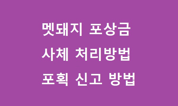 멧돼지 포상금