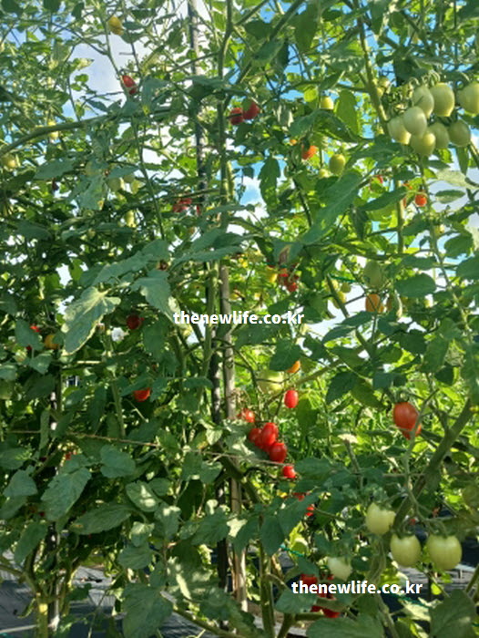 방울토마토의 효능이 피부 탄력을 높이는 비타민 C가 풍부한 실물