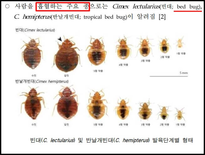 사람 피를 빨아먹는 빈대