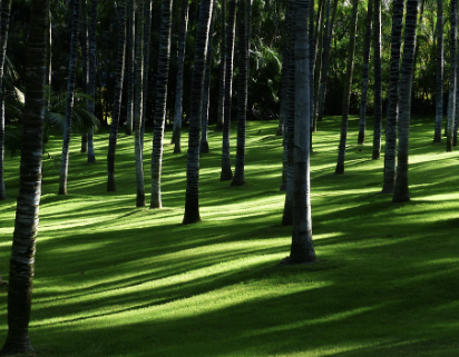 복숭아 보관방법 13